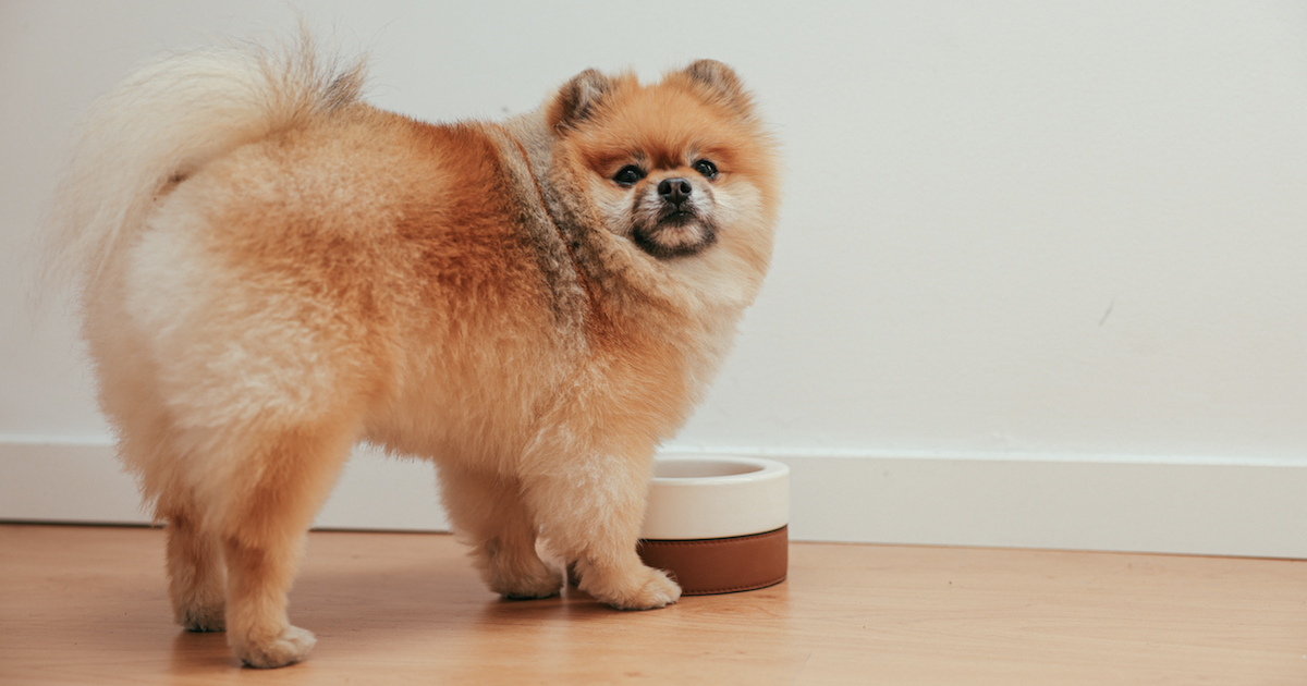 10 Best Fresh Dog Food Brands in 2024