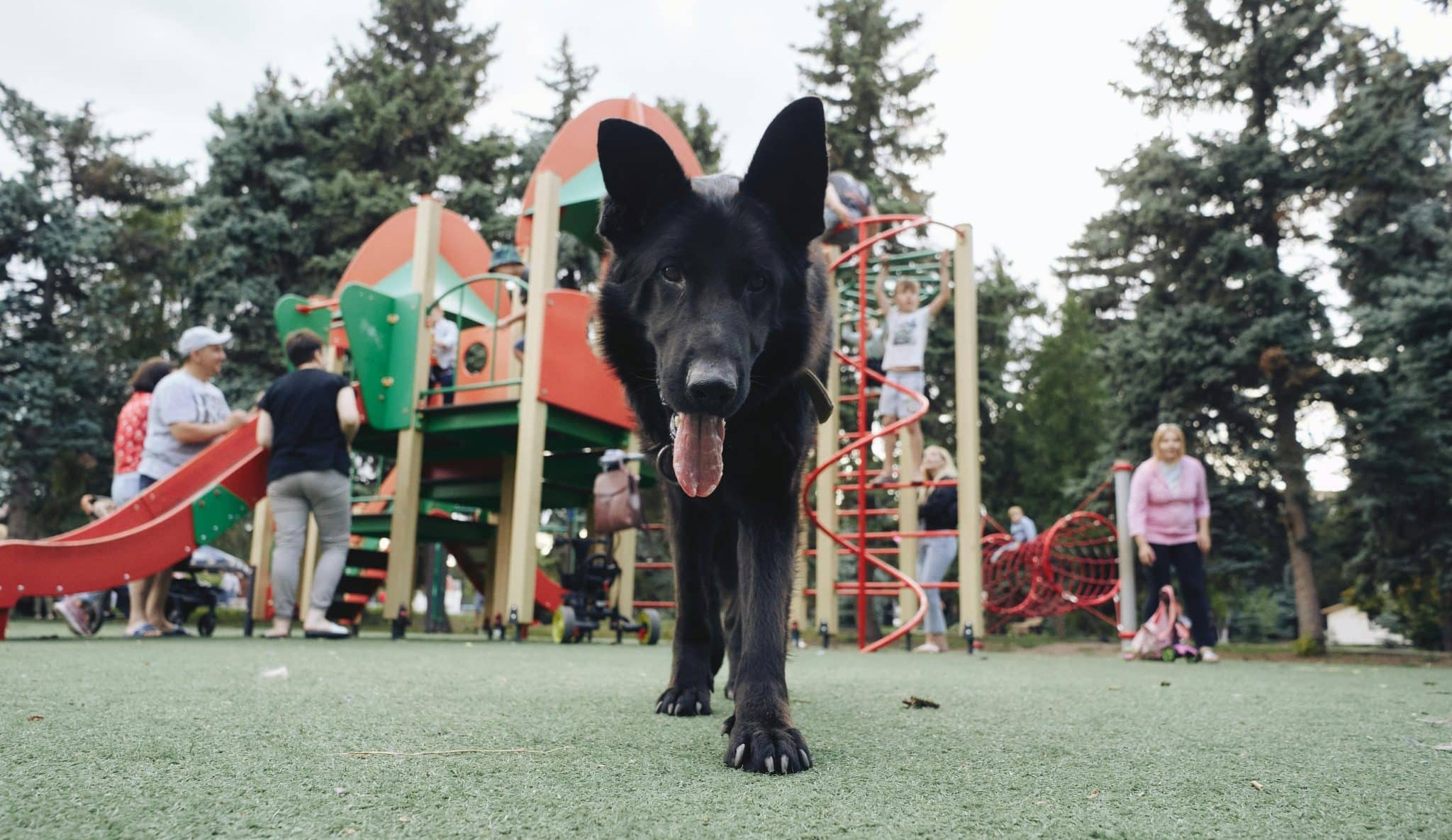 13 Most Protective Dog Breeds For Your Family