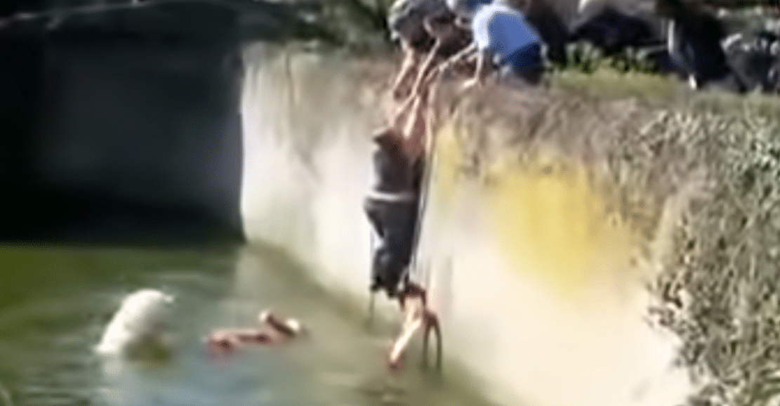 Polar Bear Attacks Woman Who Entered Enclosure in Reckless Stunt