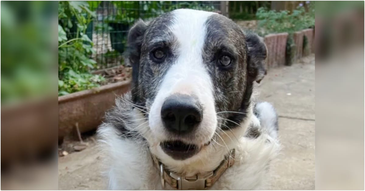 Owner Deems Blind Dog ‘Useless’ And Dumps Him At 17 Years Old