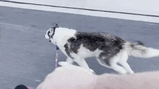 Splash 18 year old husky