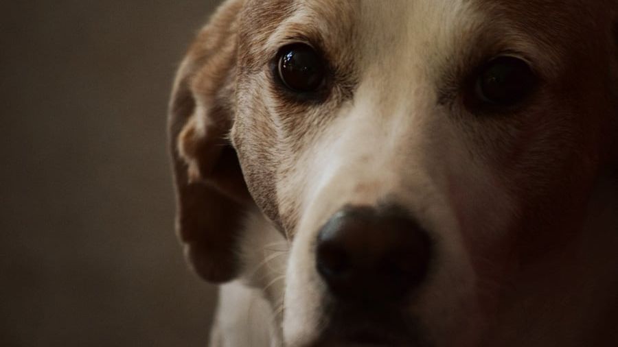 How CBD Oil Can Promote Mobility in Dogs With Joint Discomfort