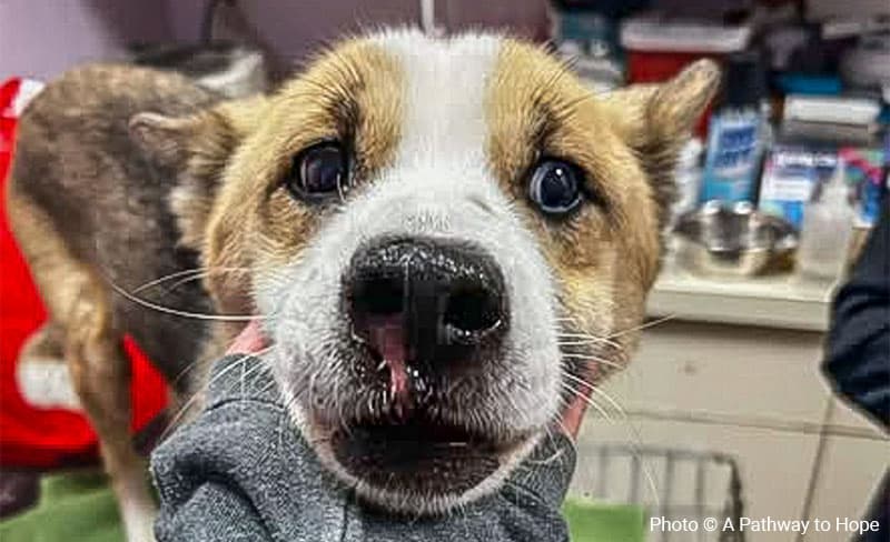An injured dog looking at the camera.
