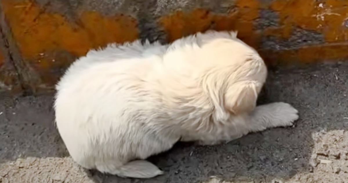 Puppy Tucked Into Crevice Of Curb, Its Shade Was The Only Reprieve