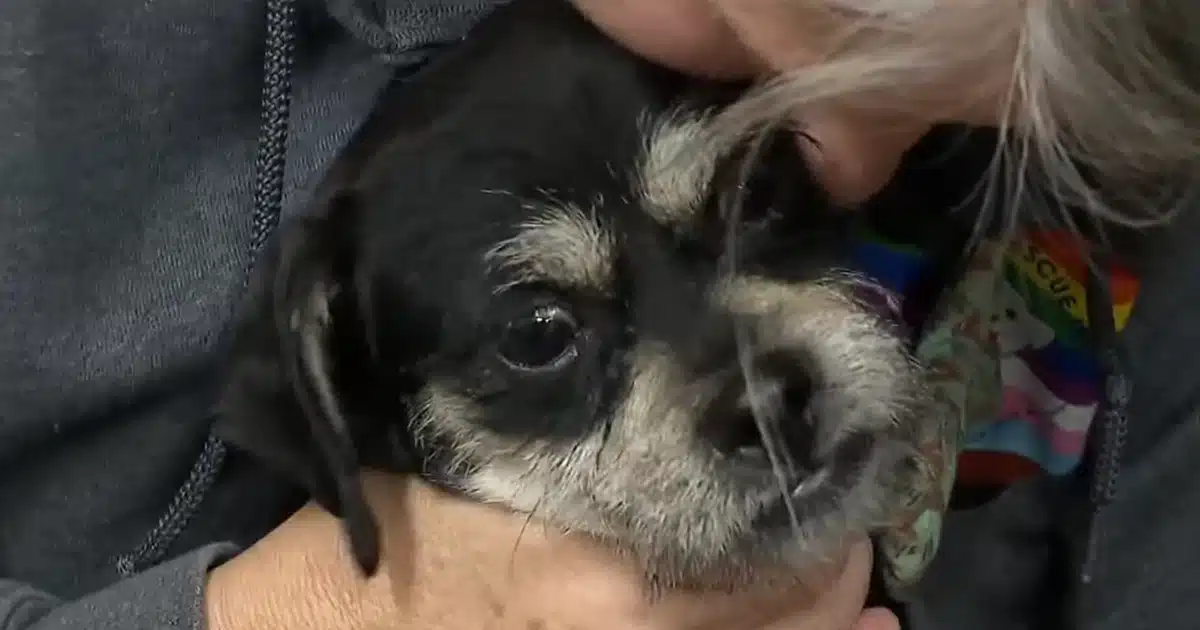 Government Shutdown Forces Families to Surrender Pets as SNAP Benefits Run Out