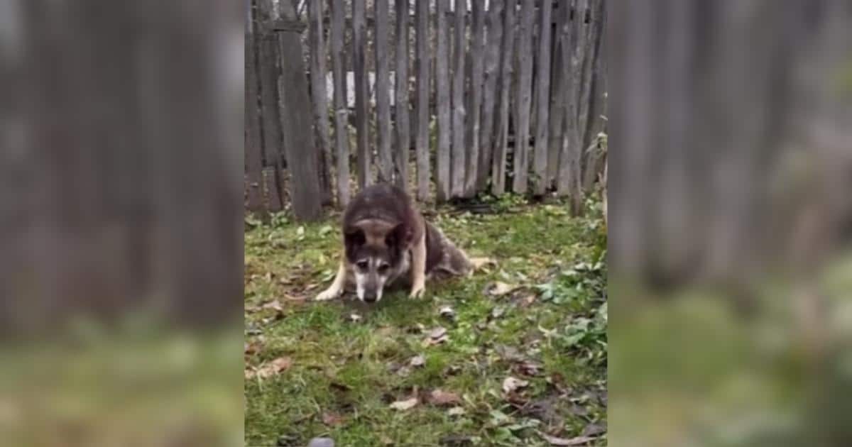 Abandoned but Devoted—This Dog Guarded His Empty House for Two Years