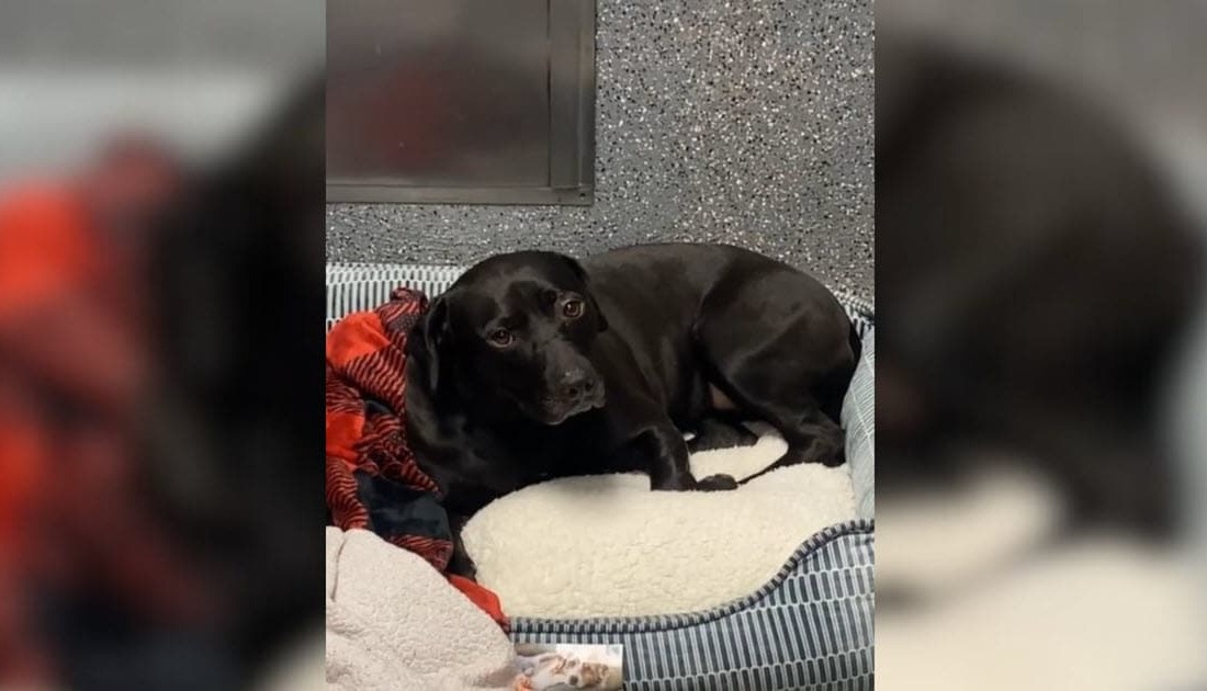 900 Days of Waiting Gone in a Day—Dog’s Adoption Didn’t Last Long