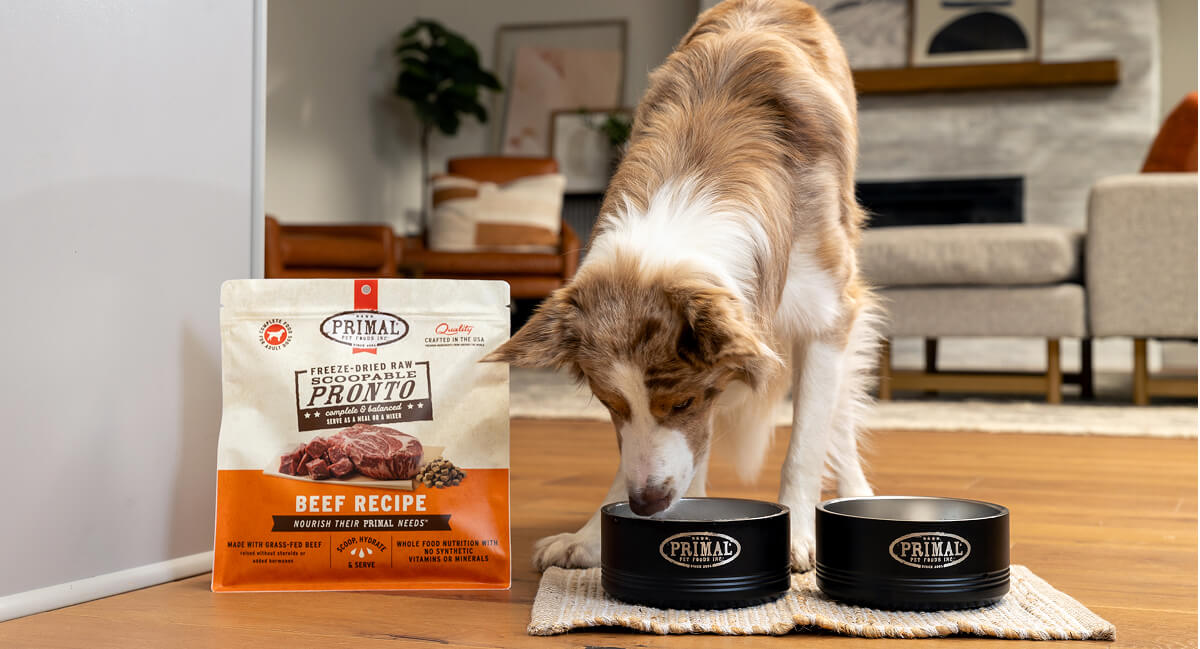 Dog eating