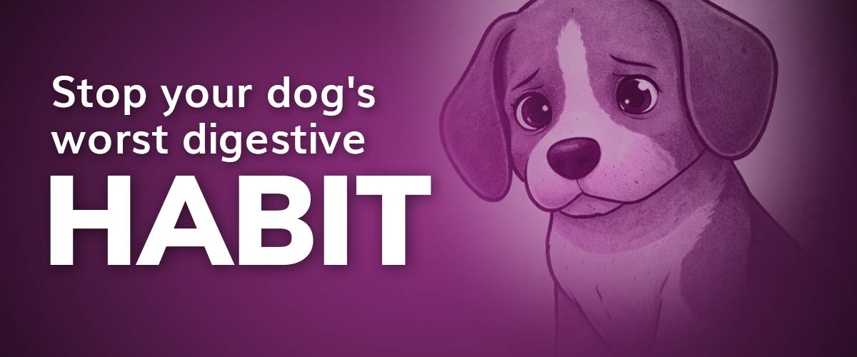 Purple image with sad looking dog with text overlay "Stop your dog's worst digestive habit"