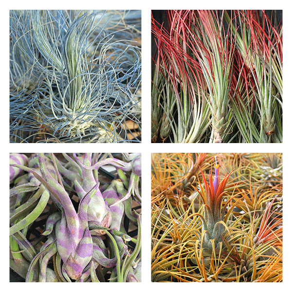 Tillandsia Easiest Indoor Succulents! 🌵 Mountain Crest Gardens