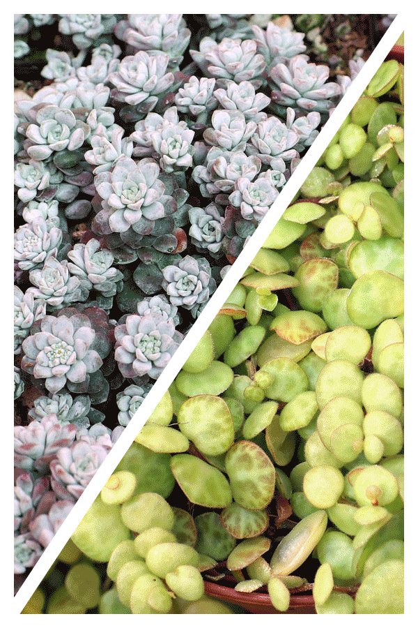 Memorial Day Succulent Sale! 🌵 Mountain Crest Gardens