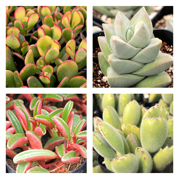 🌿 Easy Indoor Succulents & Houseplants! Mountain Crest Gardens