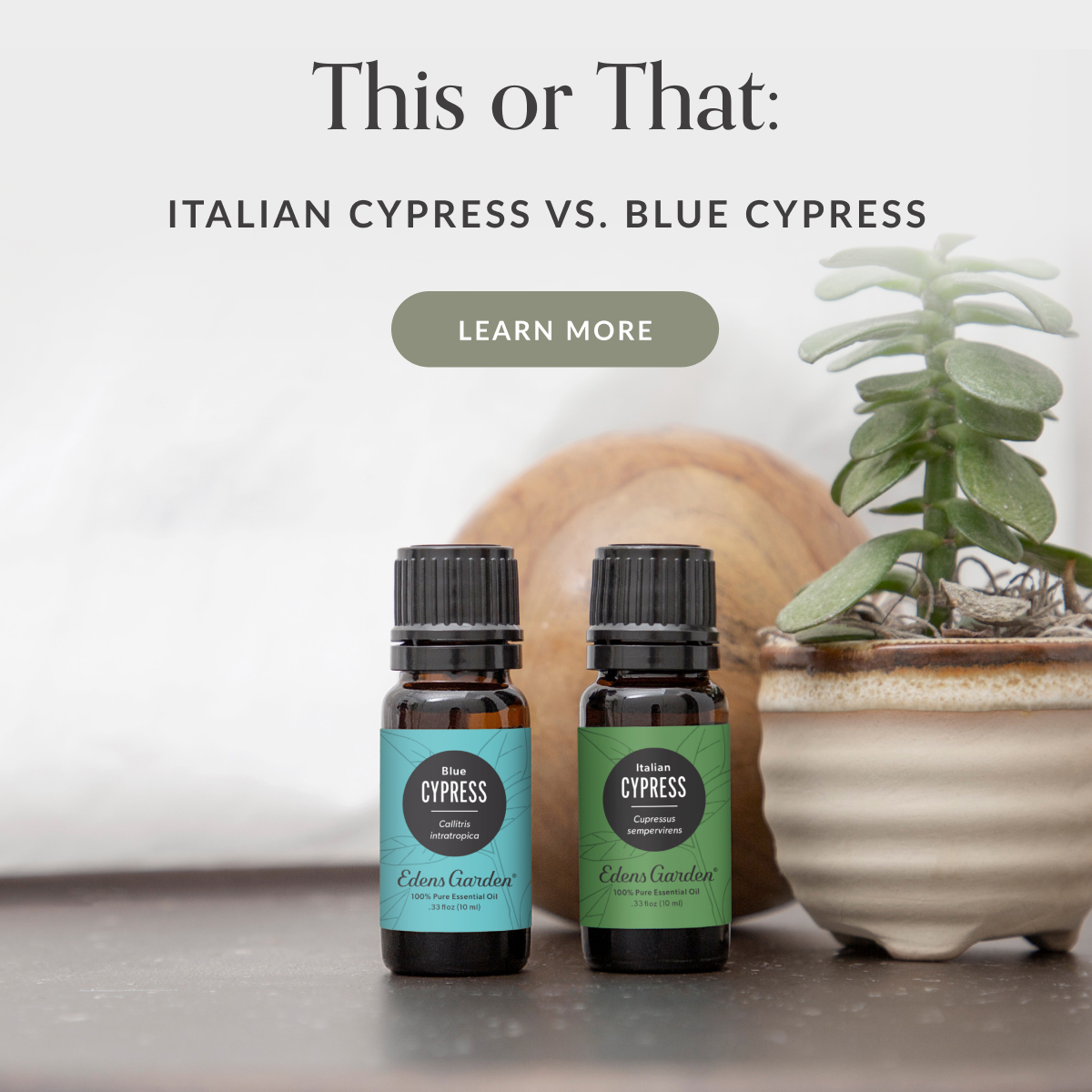 What’s the Difference Between Italian Cypress & Blue Cypress? Edens Garden