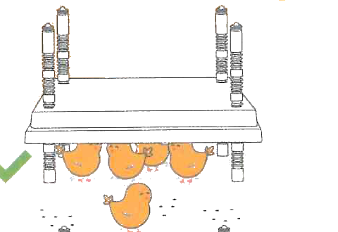 Chicks calm under the plate, height just right