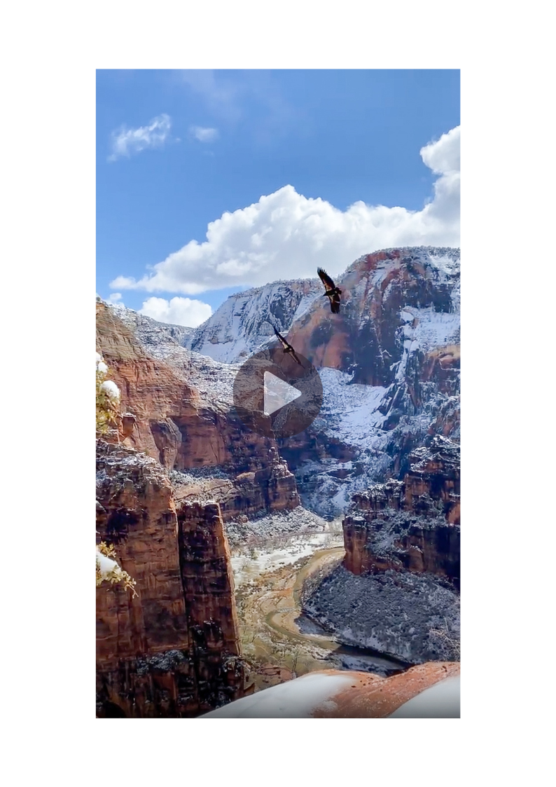 Zion National Park Condors