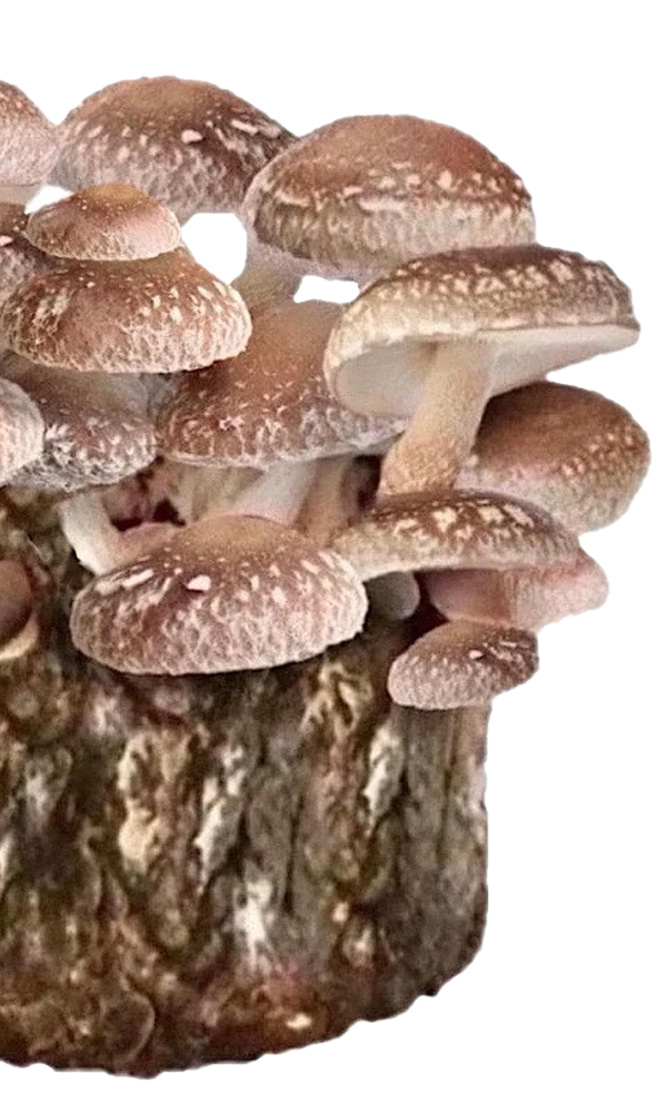 🍄 Ready to Fruit that Shiitake Block? North Spore