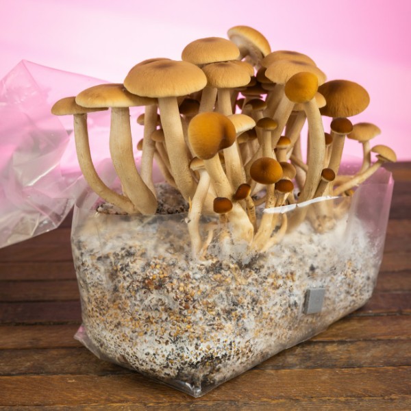 Pioppino mushroom flush from a ShroomTek All-In-One Bag