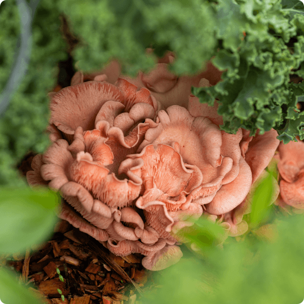 Wine cap mushrooms growing in a garden under tomatoes 