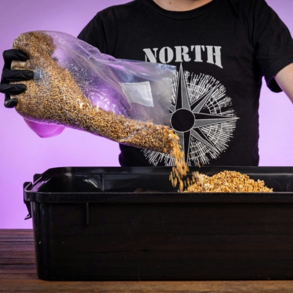 Individual pouring grain spawn into a monotub 