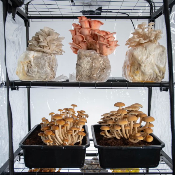 Fruiting blocks and monotubs in a Boom Room II Martha Tent