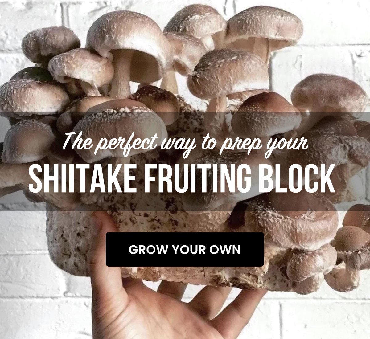 🍄 Ready to Fruit that Shiitake Block? North Spore