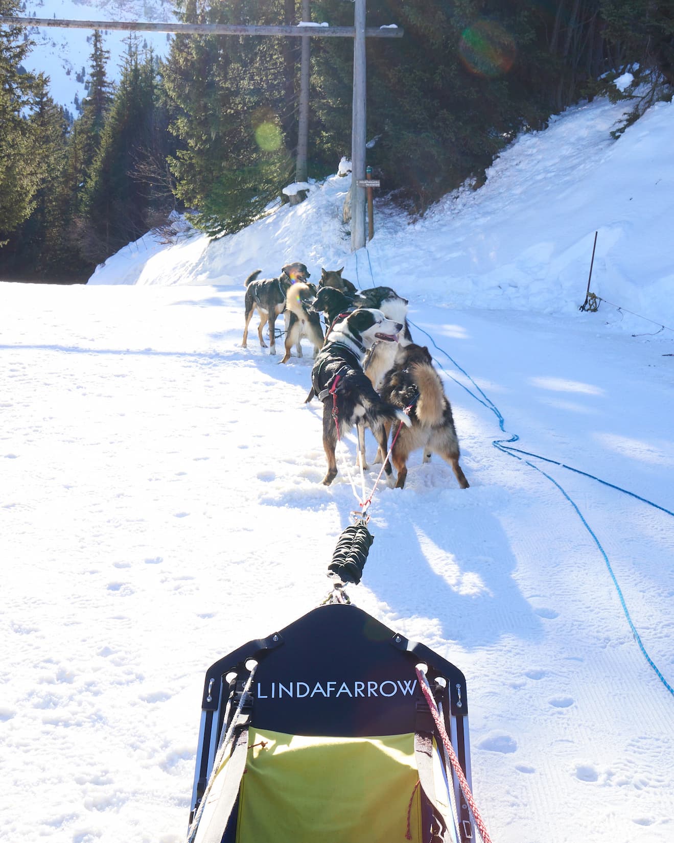 dog sledding