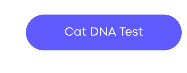 Cat DNA Test