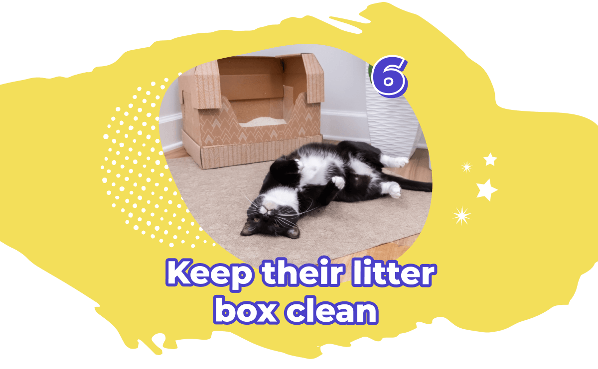 6 tips for keeping your cat hydrated Kitty Poo Club