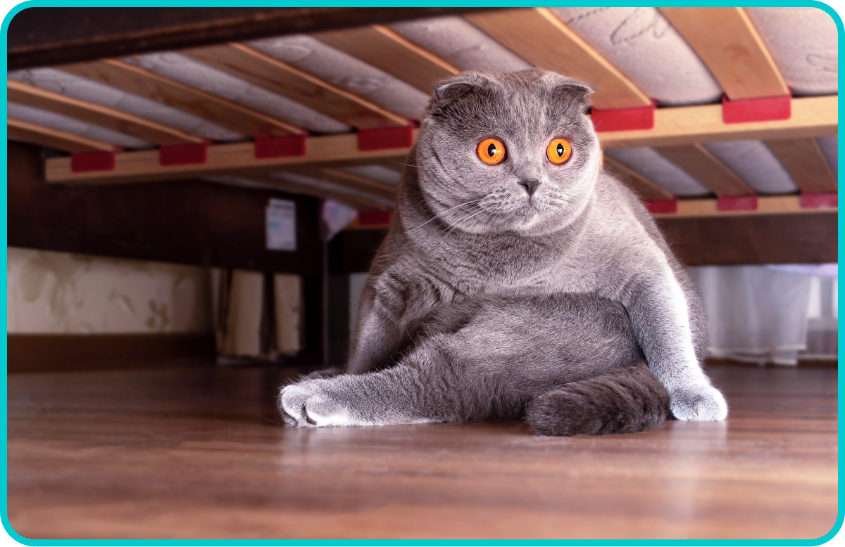 Is your cat anxious? Kitty Poo Club