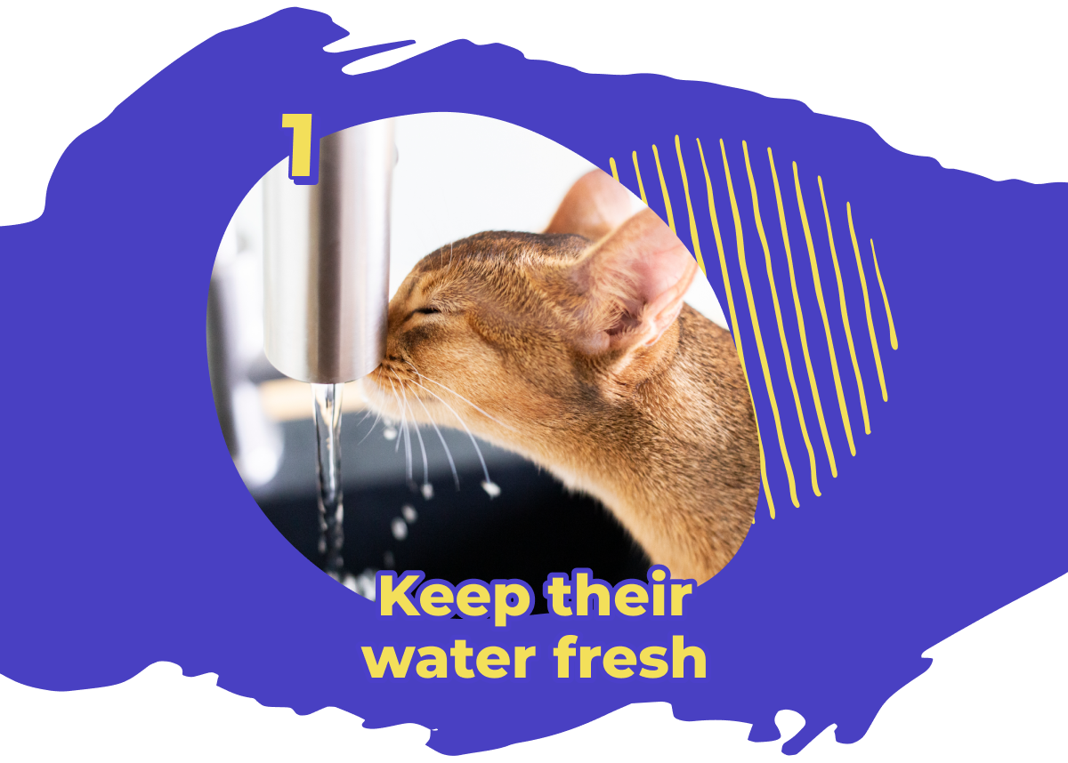 6 tips for keeping your cat hydrated Kitty Poo Club