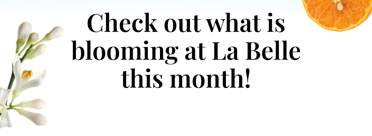 Check out what is blooming at La Belle this month!