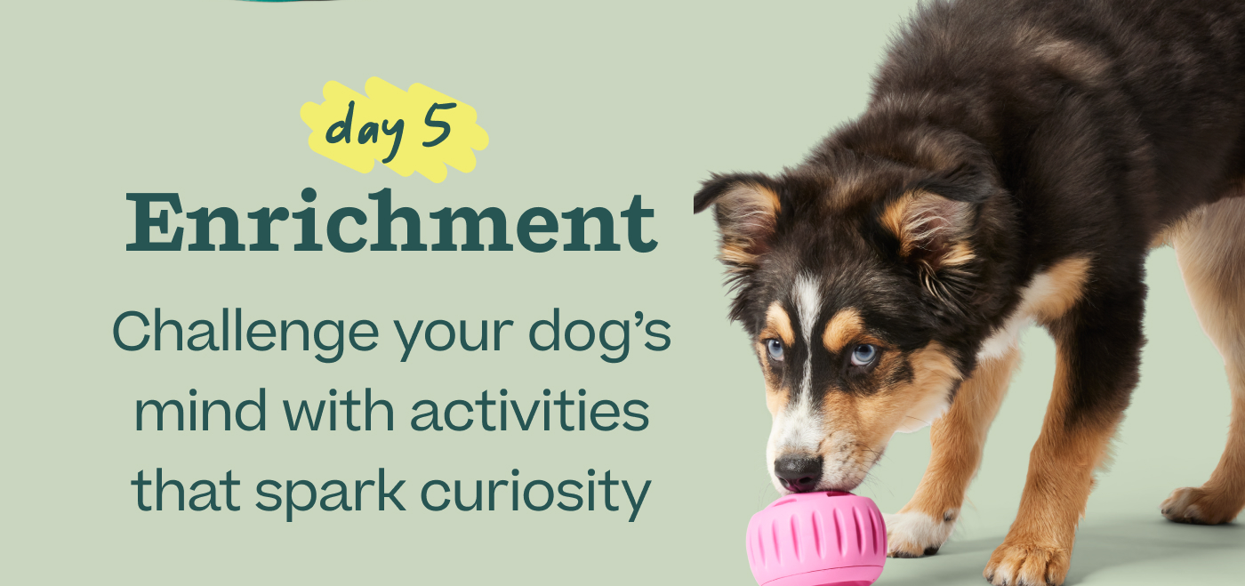 Day 5 — Enrichment: Challenge your dog's mind with activities that spark curiosity