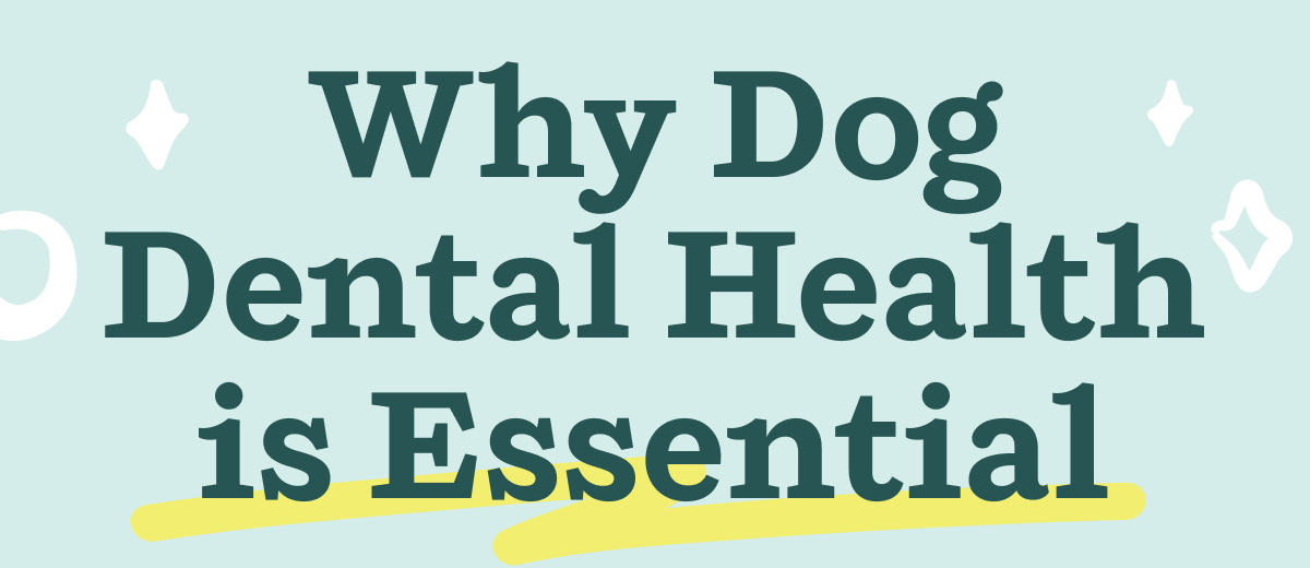 Why Dog Dental Health is Essential