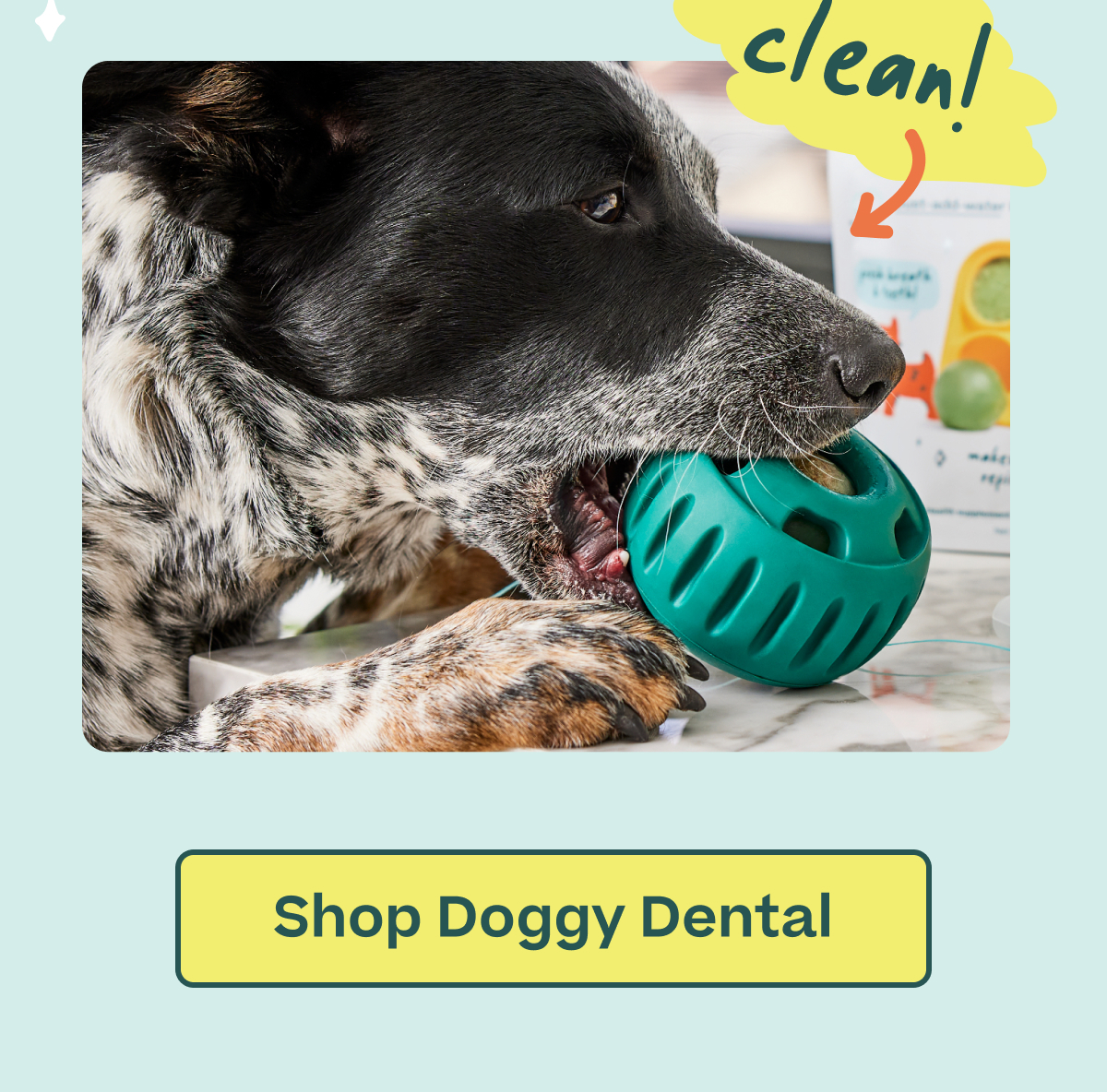 clean!  |  Shop Doggy Dental