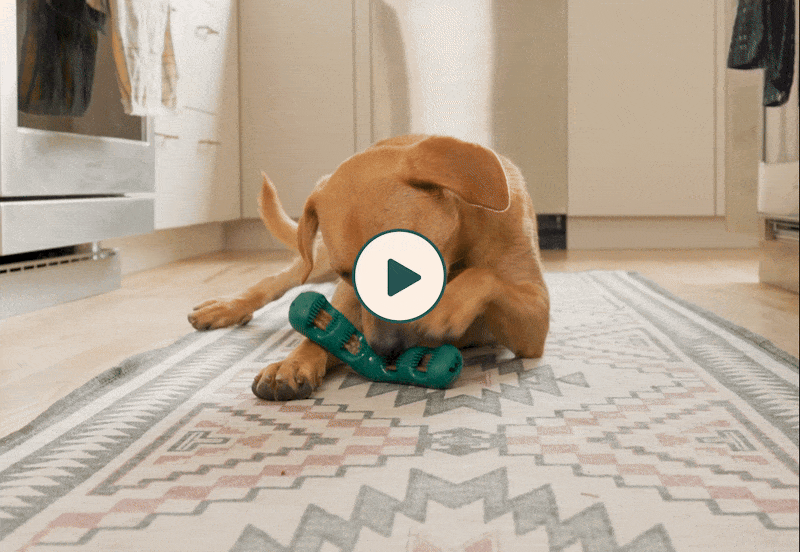 Woof | Officially Announcing Bite n' Brush!