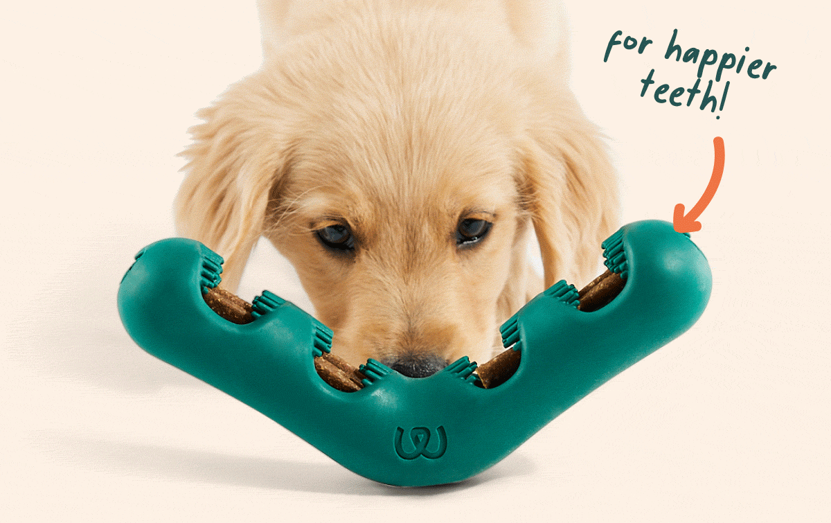 Woof | Woof Pack Exclusive Launch - Bite n' Brush