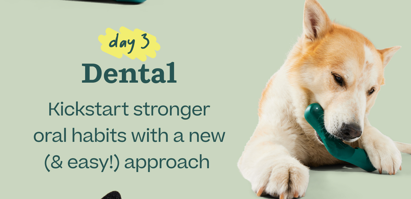 Day 3 — Dental: Kickstart stronger oral habits with a new (& easy!) approach 