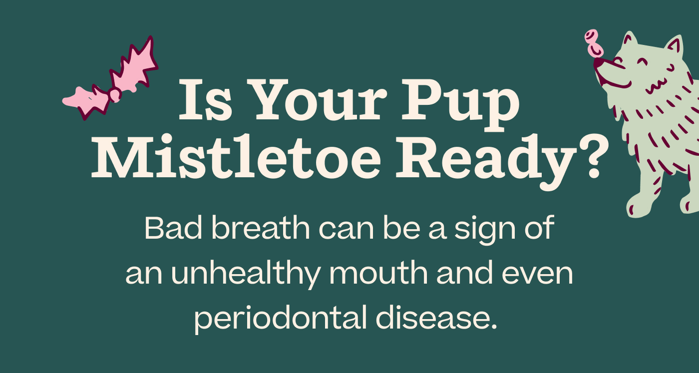 Is Your Pup Mistletoe Ready? Bad breath can be a sign of an unhealthy mouth and even periodontal disease. 