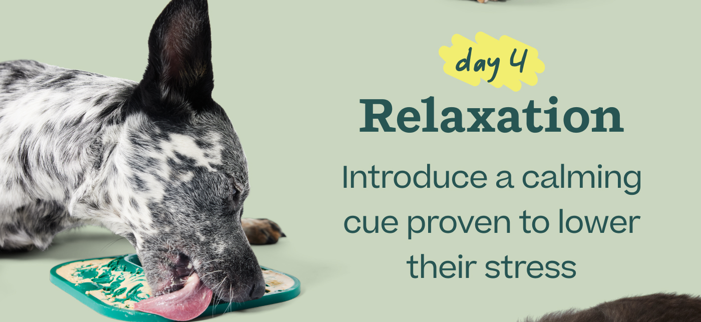 Day 4 — Relaxation: Introduce a calming cue proven to lower their stress