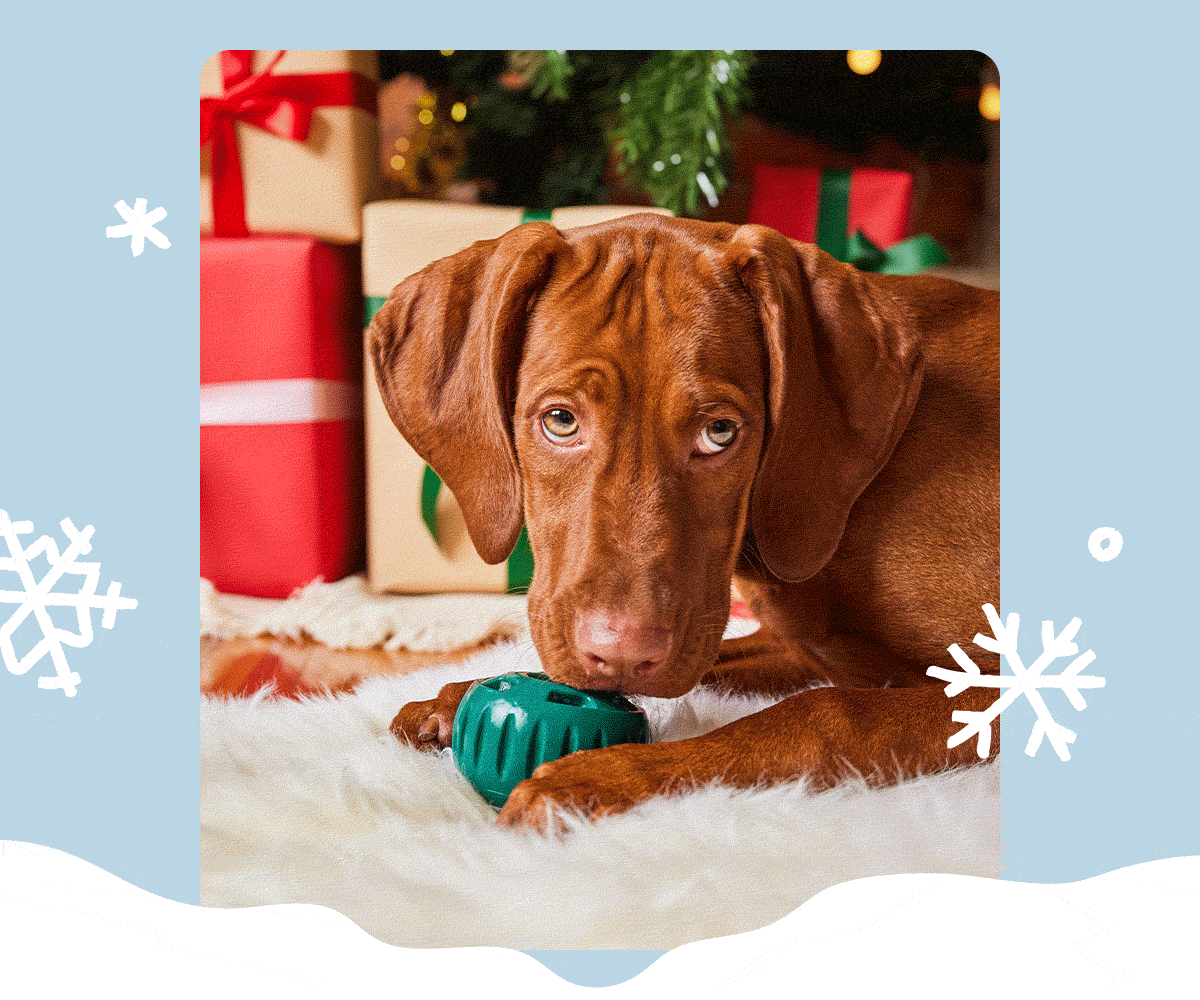 Woof | 15% off Everything