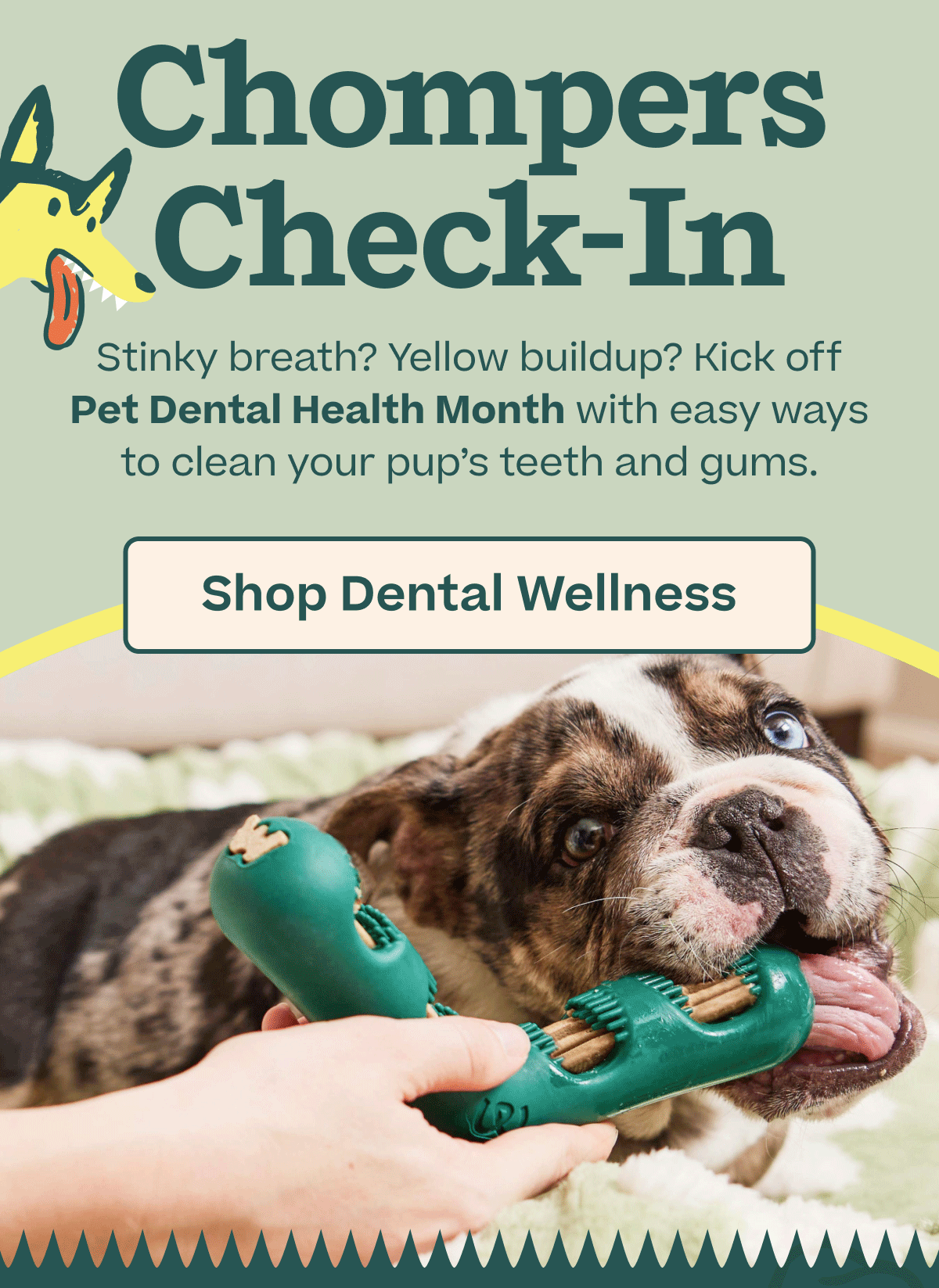 Chompers Check-In  |  Stinky breath? Yellow buildup? Kick off Pet Dental Health Month with easy ways to clean your pup's teeth and gums. | Shop Dental Wellness