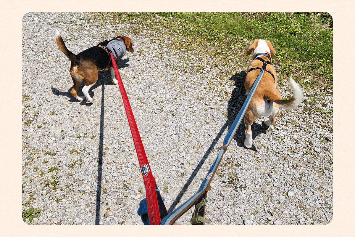 GIF: Dogs on Woof Walks