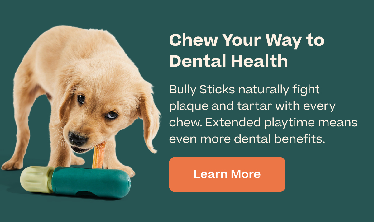 Woof | Chew your way to Dental Health