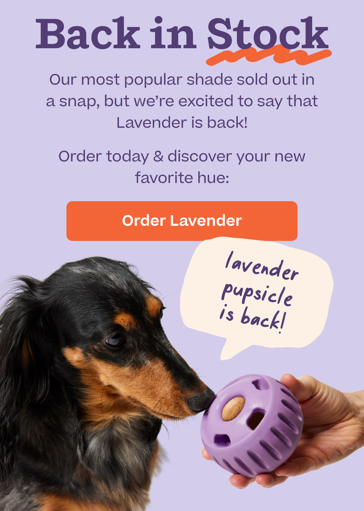 Woof | Lavender is Back in Stock
