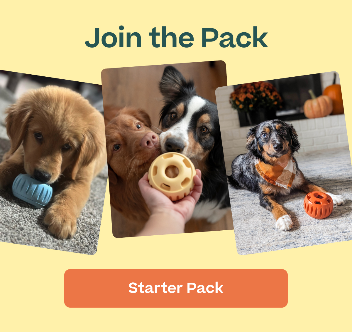 Woof | Get the Daffodil Starter Pack