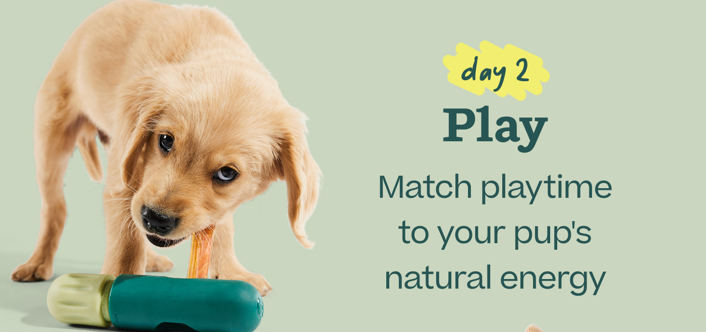 Day 2 — Play: Match playtime to your pup's natural energy