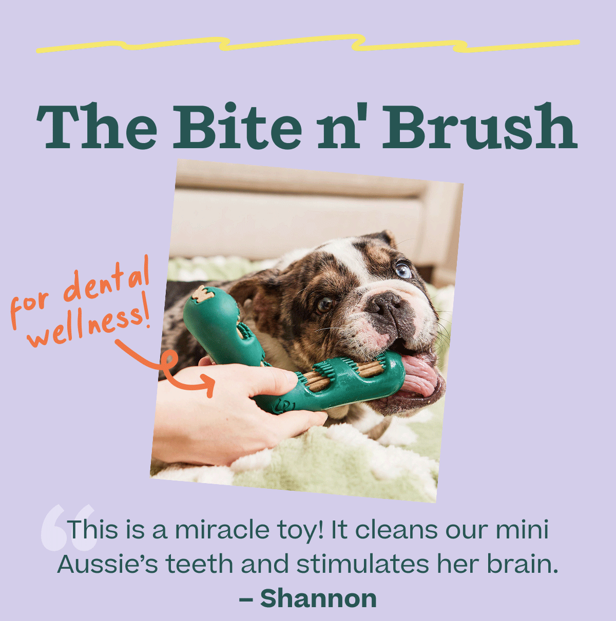The Bite n' Brush  |  for dental wellness  | " This is a miracle toy! It cleans our mini Aussie's teeth and stimulates her brain."  - Shannon