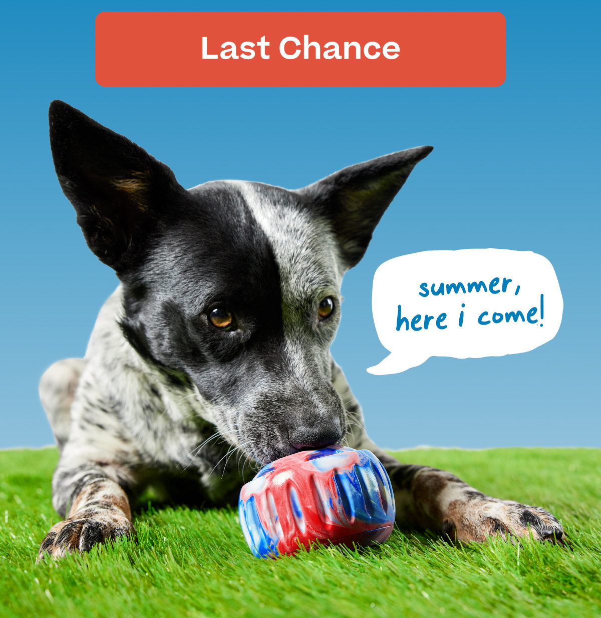 Last Chance  |  "summer, here i come!"