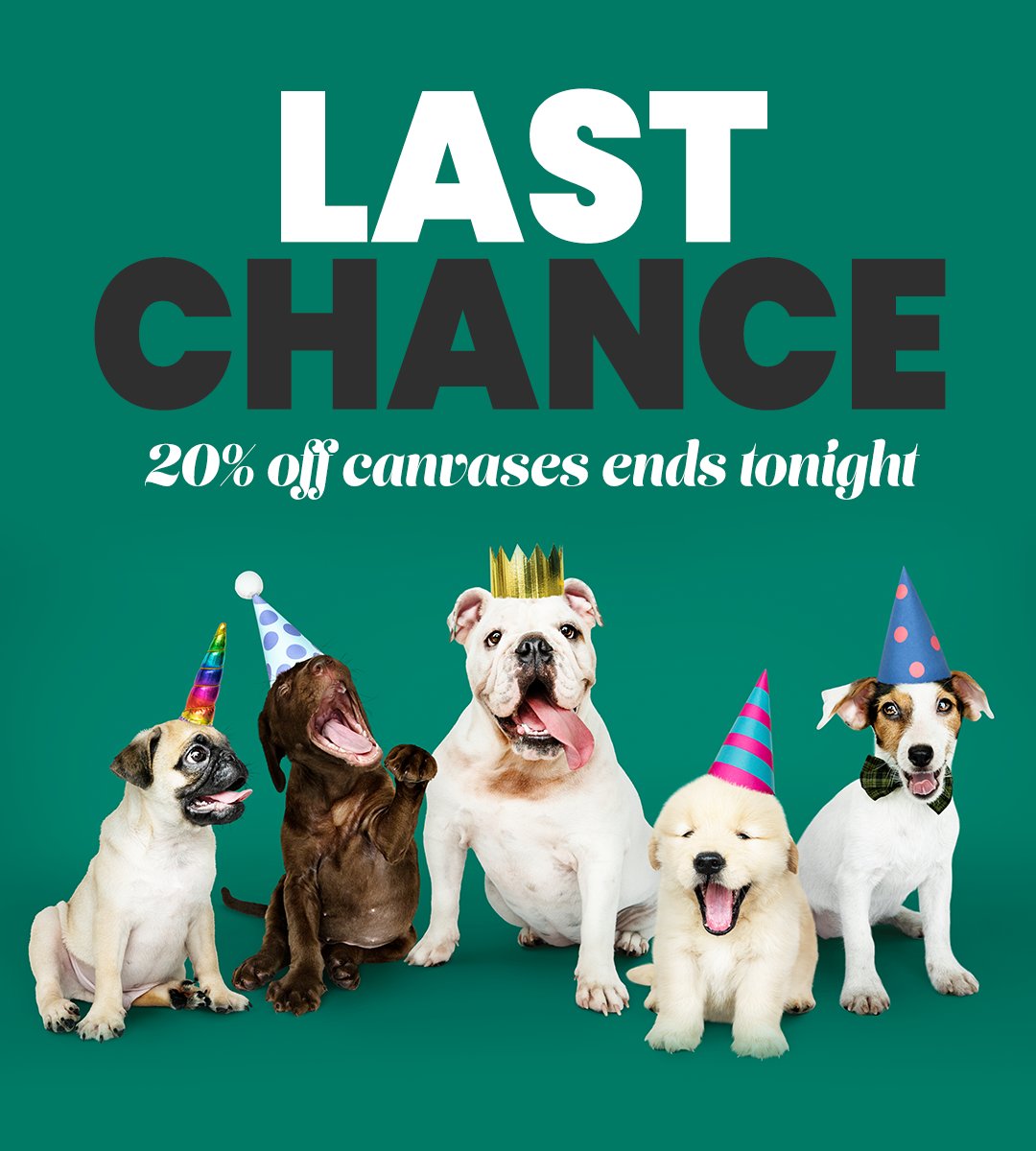 Discount Code For Crown And Paw at Grace blog