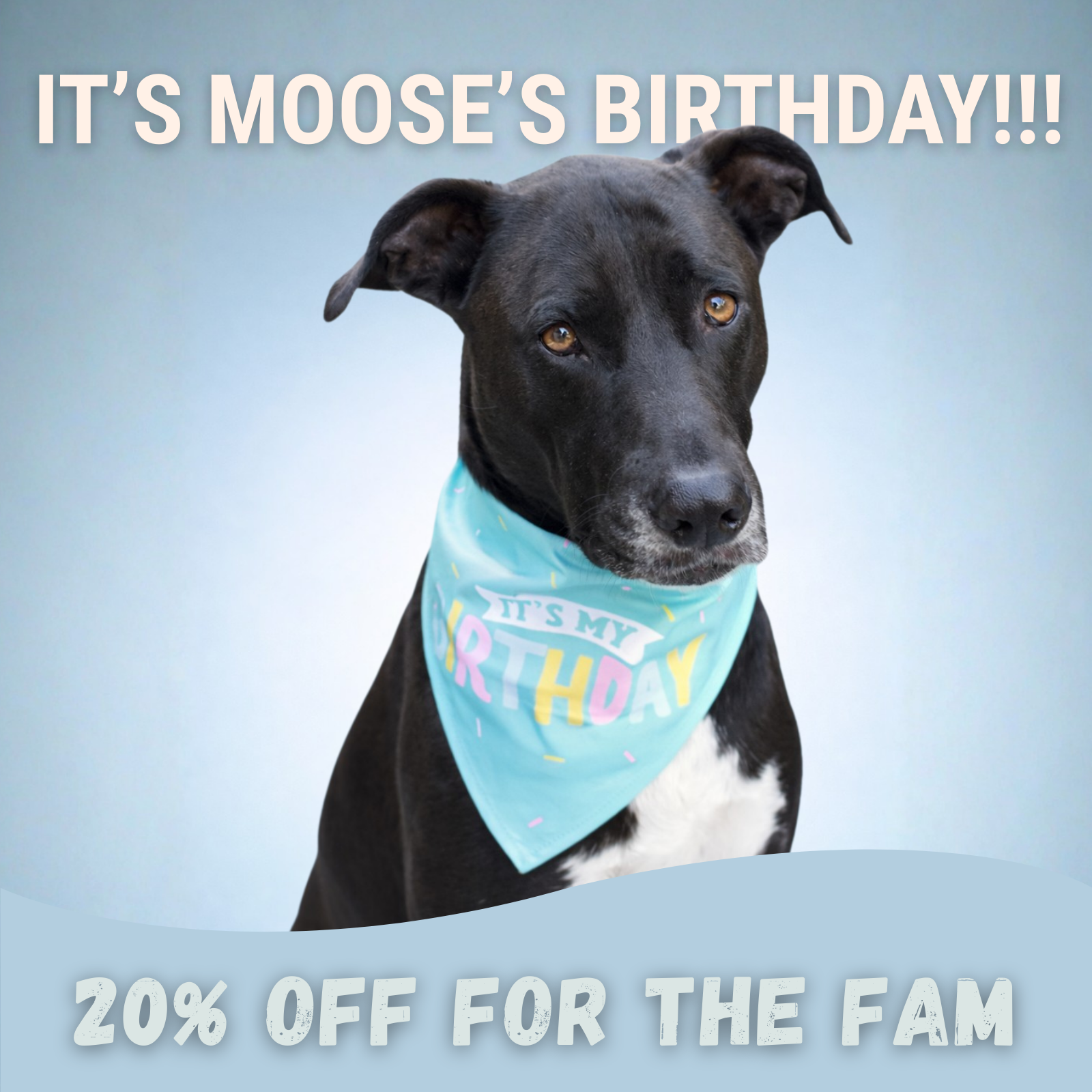 It's Moose's Birthday!!! 20% off for the fam